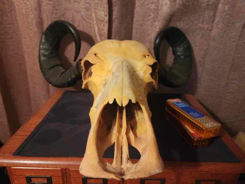 African, Argentina, Buffalo Mexican Cow? 