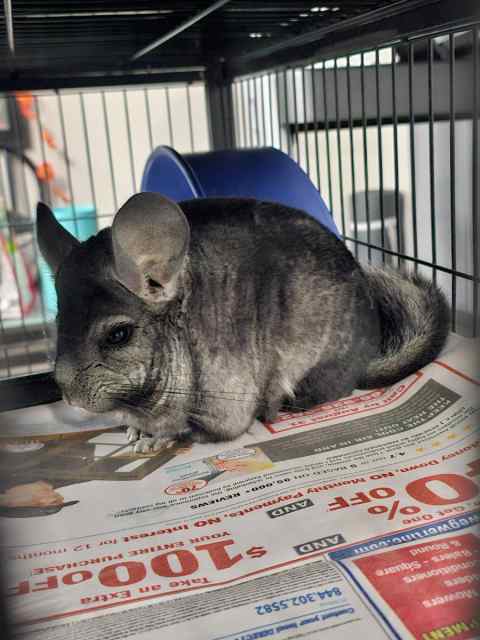 Chinchilla 