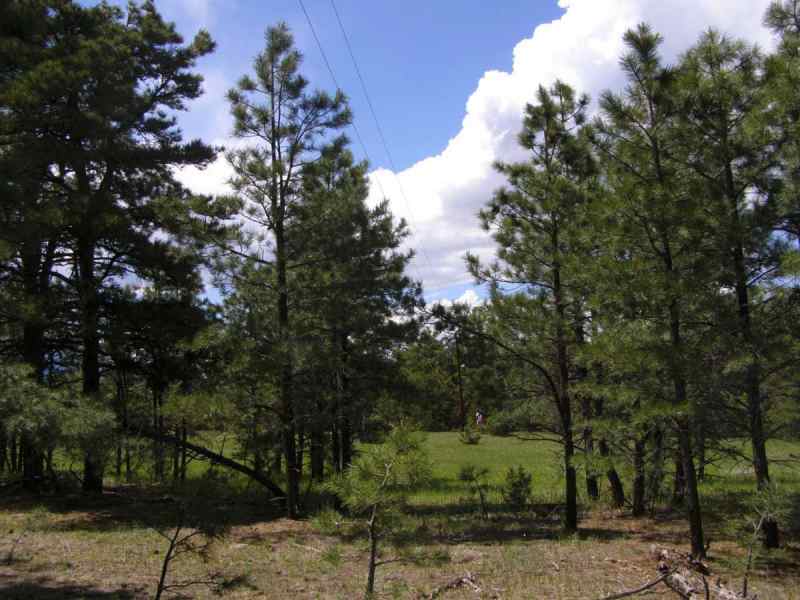 264+ ac. ponderosas, mnt views, abundant wildlife