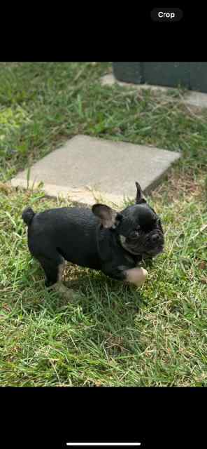 Female frenchie 